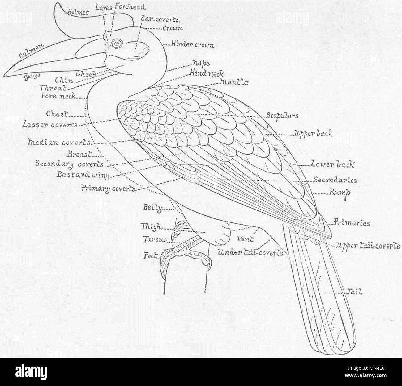 Vögel. Diagramm eines Vogels, Gefieder 1894 alte antike Bild drucken zu veranschaulichen Stockfoto