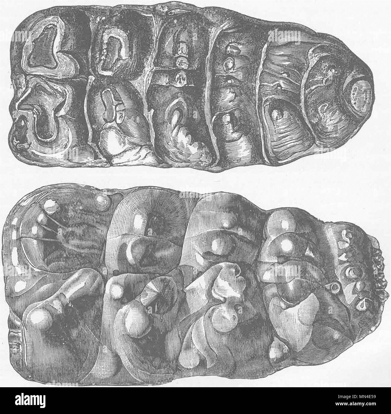 Tiere. Molar Zähne von 2 indische Mastodone 1894 alte antike Bild drucken Stockfoto