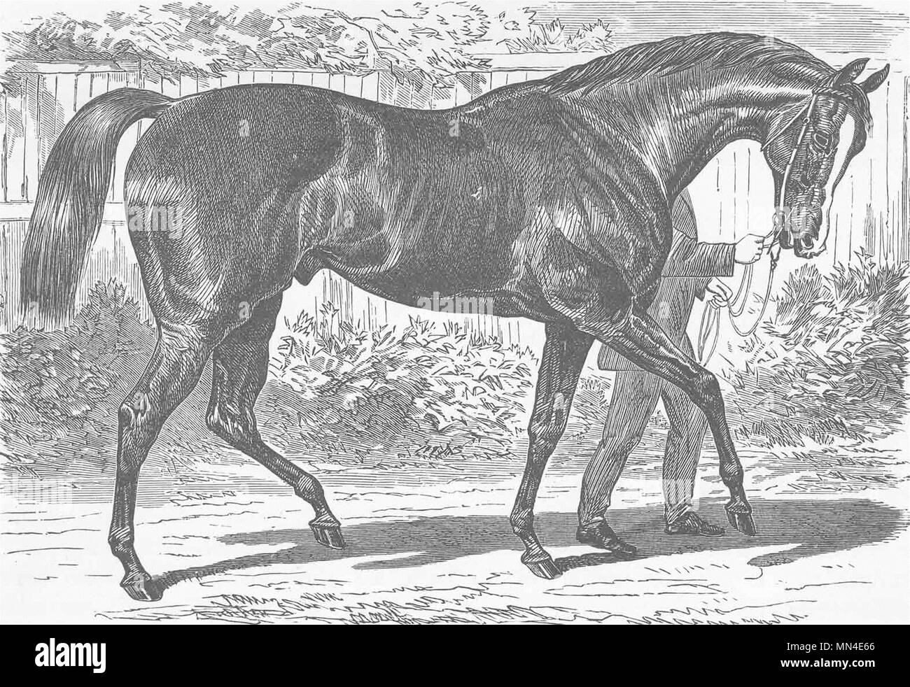 YORKS. Englisch race-Horse (Doncaster) 1894 alte antike vintage Bild drucken Stockfoto