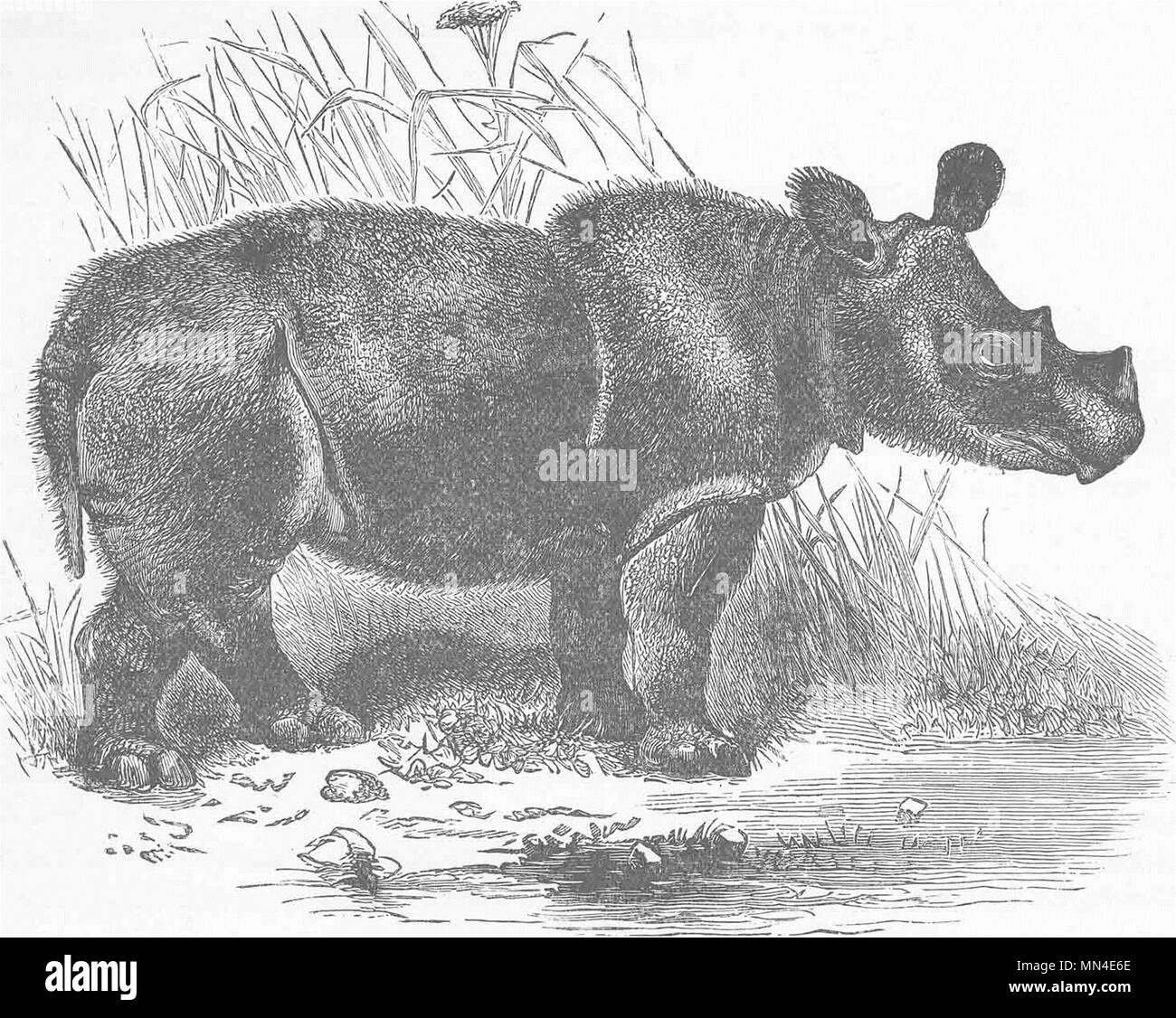 Nashörner. Die sumatran Rhinoceros 1894 alte antike vintage Bild drucken Stockfoto