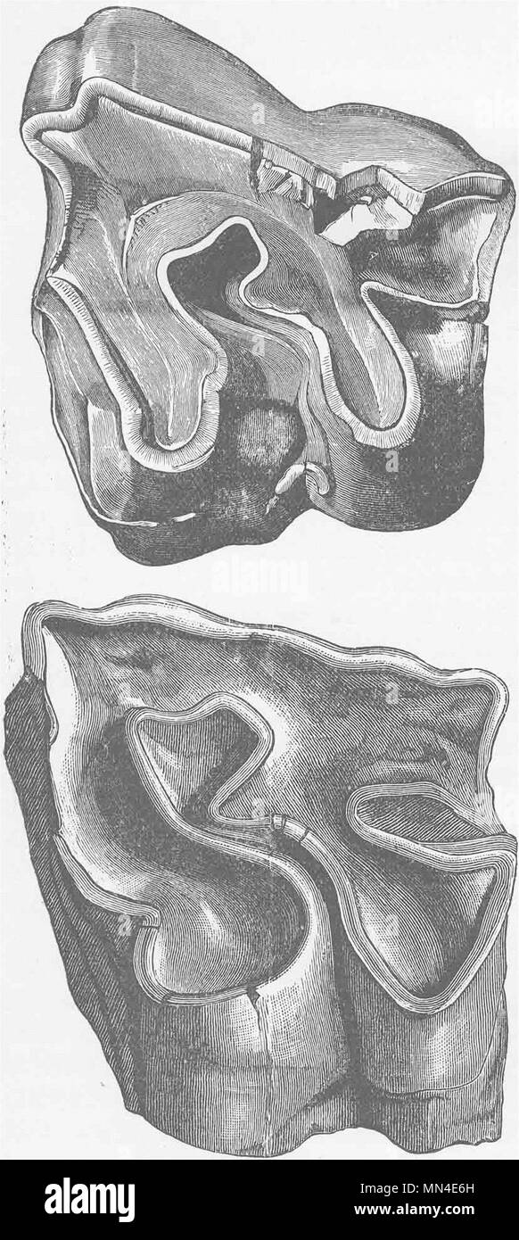 RHINOCEROS. Molar Zähne von 2 ausgestorbene Arten 1894 alte antike Bild drucken Stockfoto