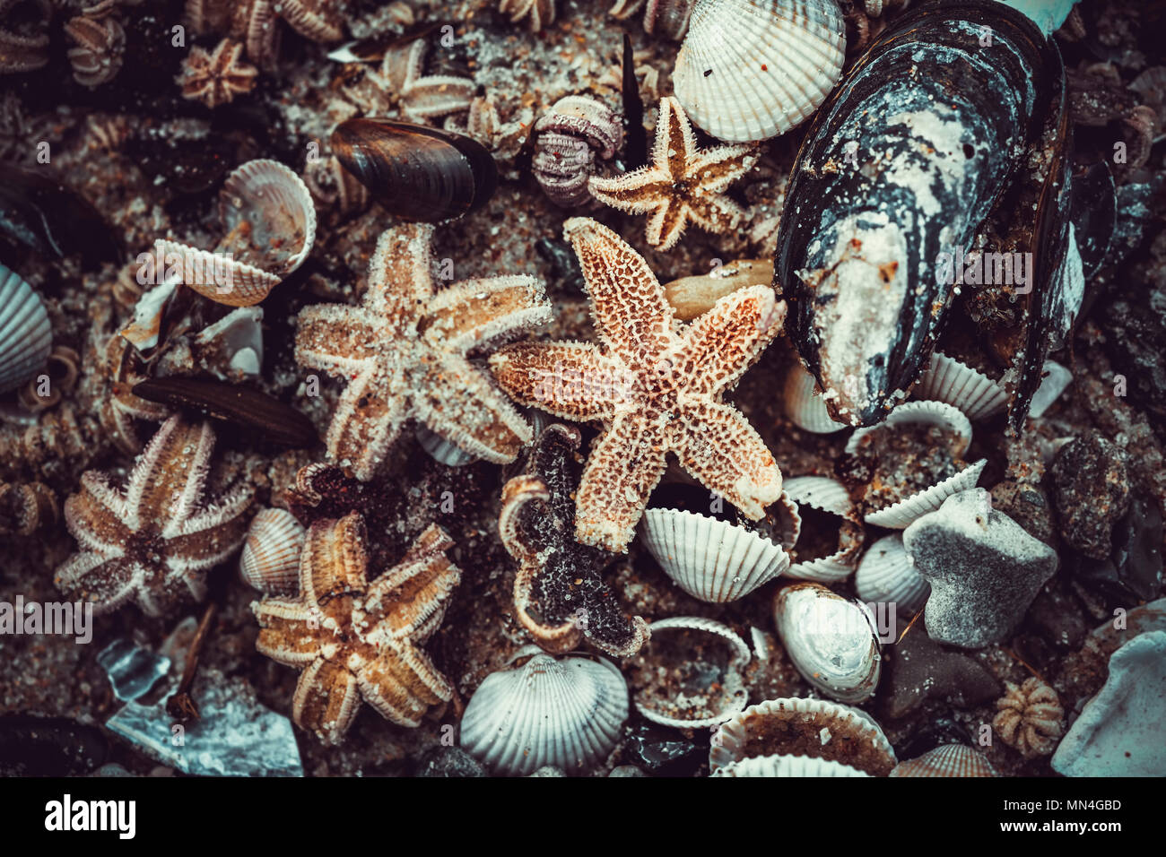 Starfish nach einem Sturm in der Ostsee Strand in Scharbeutz, Schleswig-Holstein, Deutschland, Europa, Seesterne / einems Sturm am Ostseestrand in Schar Stockfoto