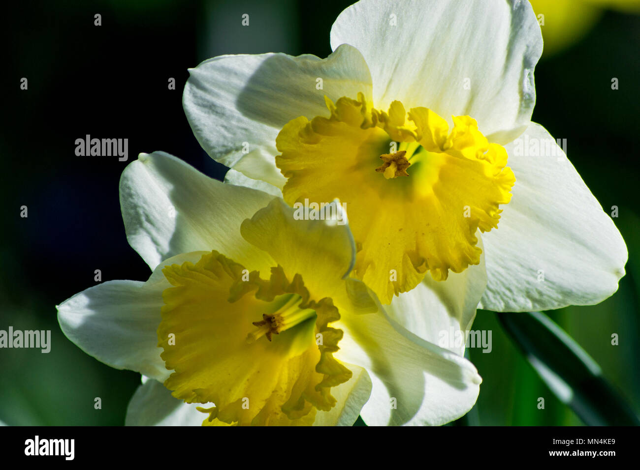 Soft Focus der weißen Wilden Narzisse oder Fastenzeit lily Blumen - Narcissus pseudonarcissus, Amaryllidoideae, der Amaryllidaceae Stockfoto