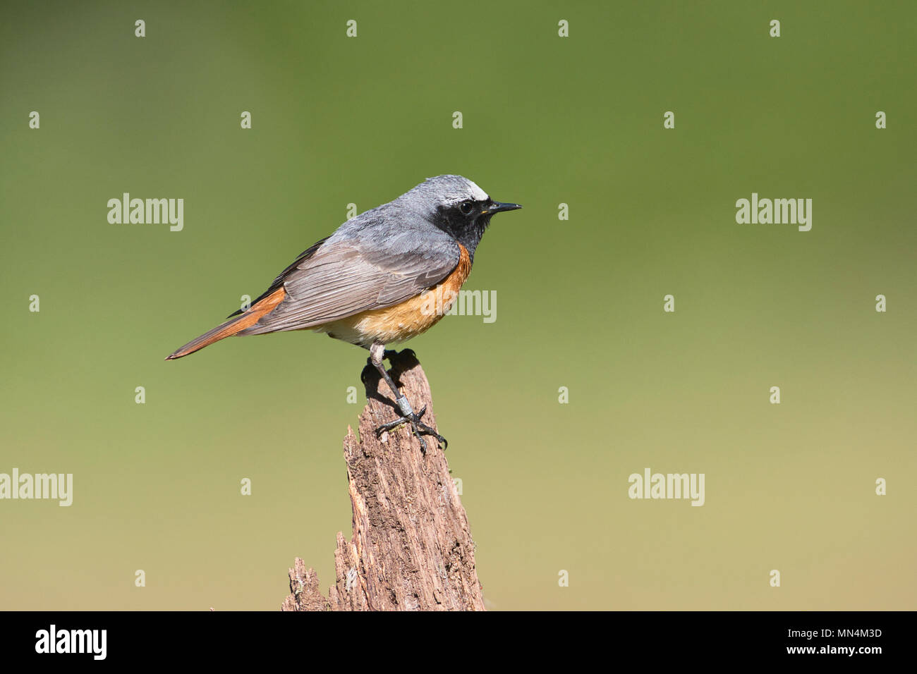 Männliche Gartenrotschwanz (Phoenicurus Phoenicurus) Stockfoto