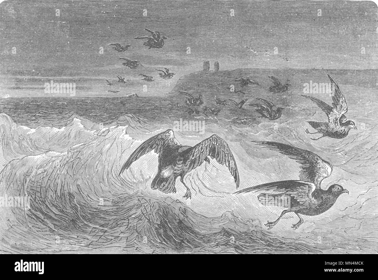 Vögel. Sturmschwalben, Hühner's Mutter Carey 1880 alte antike Bild drucken Stockfoto