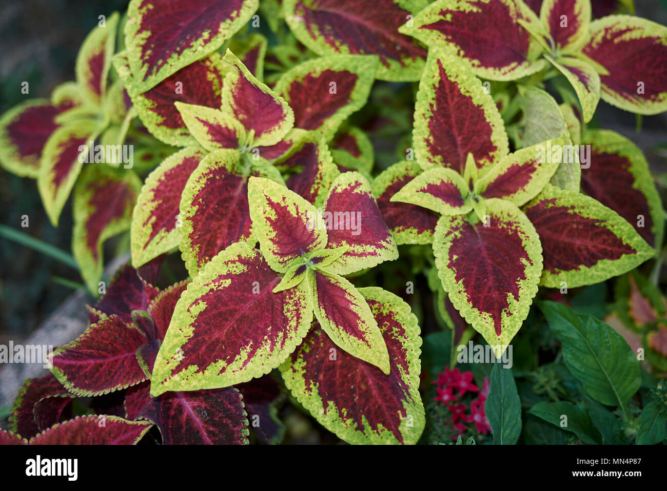 Coleus buntes Laub Stockfoto