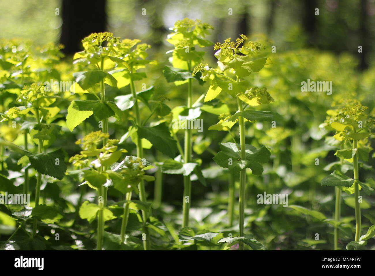 Hellgrün Smyrnium perfoliatum (Perfoliate Alexanders) Stockfoto