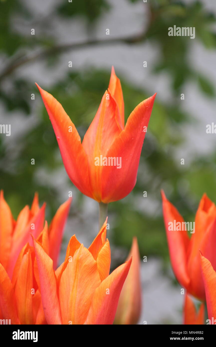 Landschaft in orange Tulpen Stockfoto