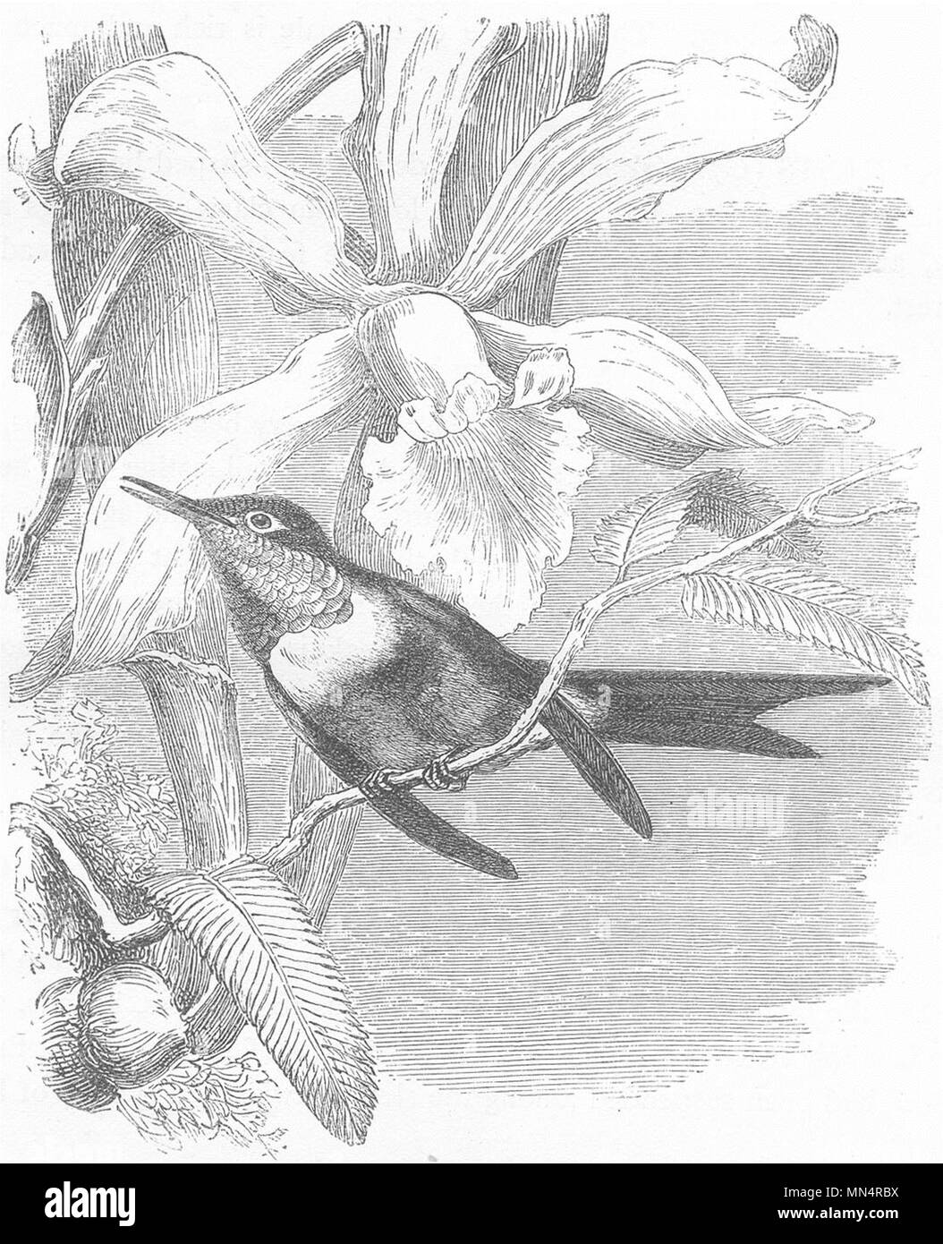 Vögel. Forscher. Kolibri. Amethyst c 1870 alte antike vintage Bild drucken Stockfoto