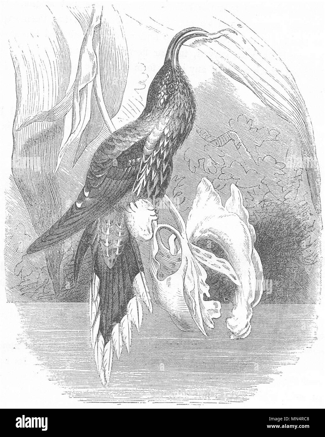 Vögel. Forscher. Kolibri. Sickle-Billed c 1870 alte antike Bild drucken Stockfoto