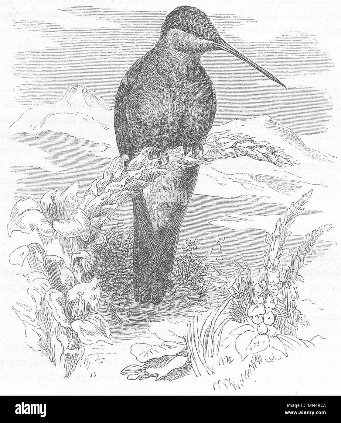 Vögel. Forscher. Kolibri. Riesige c 1870 alte antike vintage Bild drucken Stockfoto