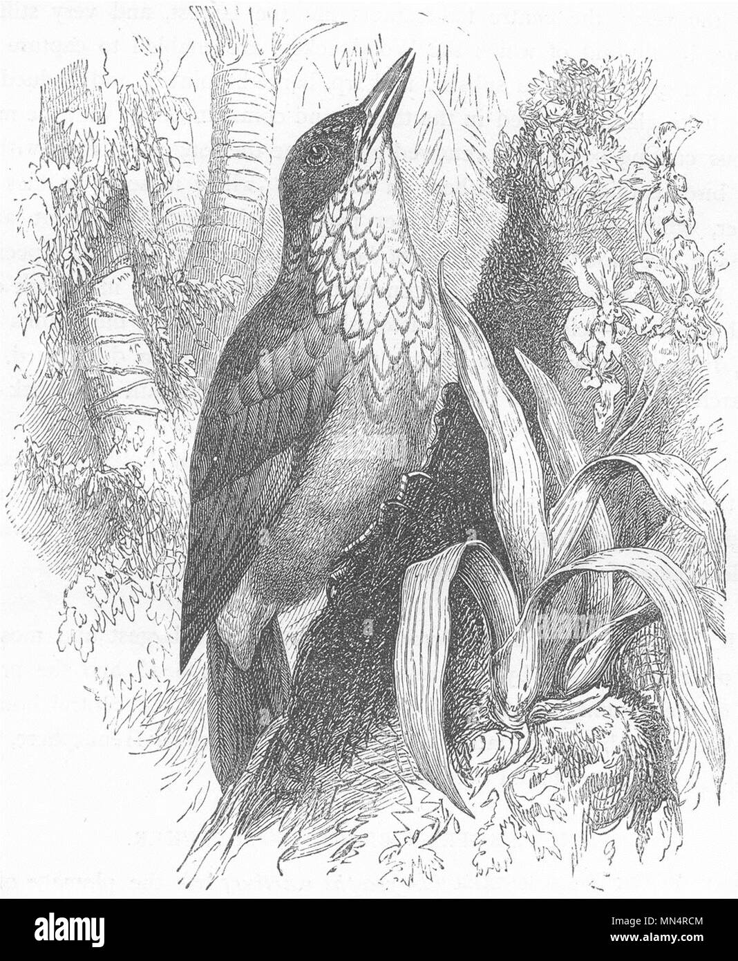 Vögel. Forscher. Tree Climber. Specht-Chopper c 1870 alten, antiken Drucken Stockfoto