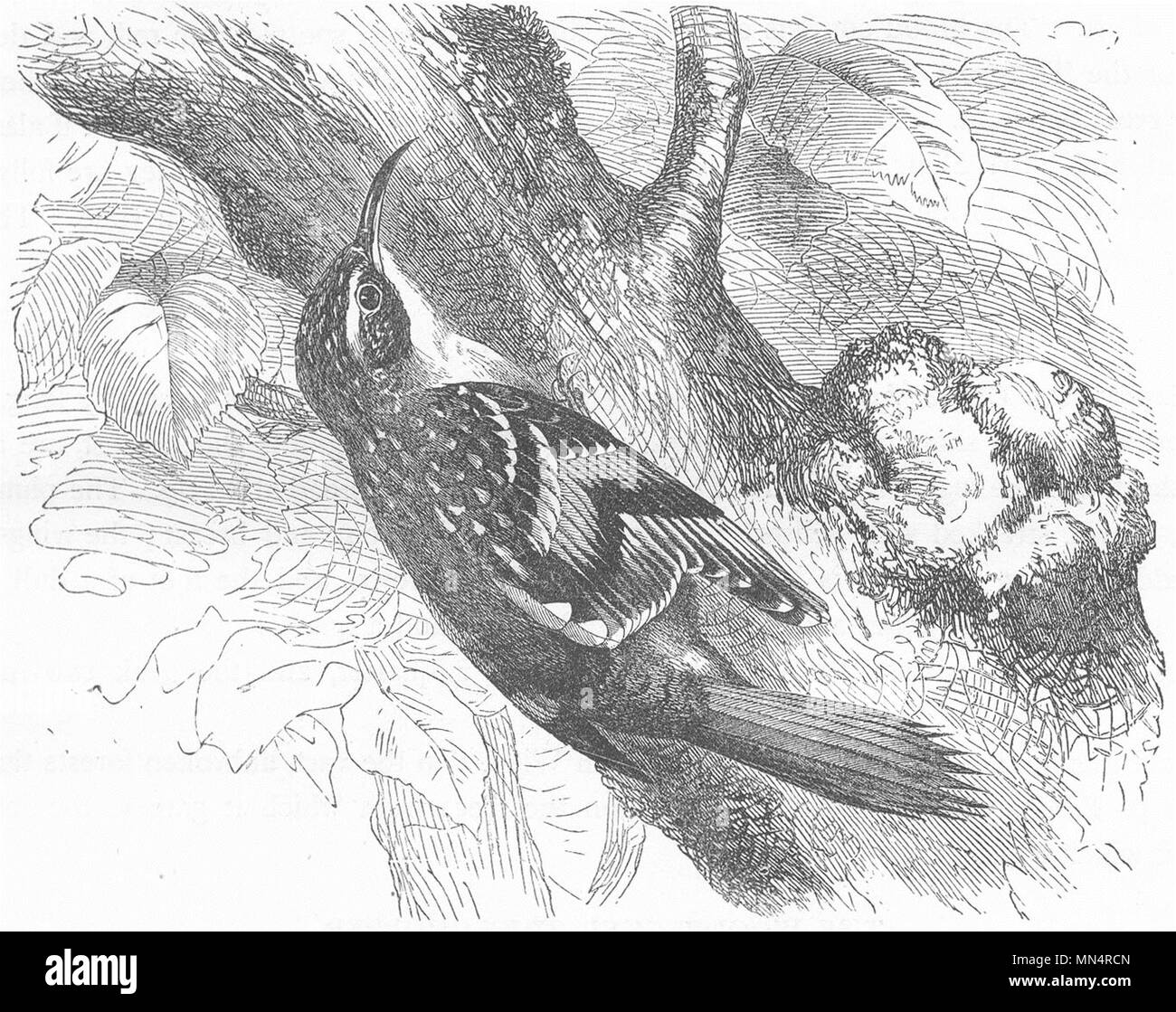 Vögel. Forscher. Tree Climber. Gemeinsame - Kriechgang c 1870 alte antike Bild drucken Stockfoto