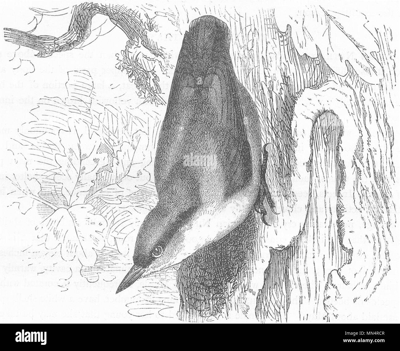 Vögel. Forscher. Tree Climber. Gemeinsame Kleiber c 1870 alte antike Bild drucken Stockfoto