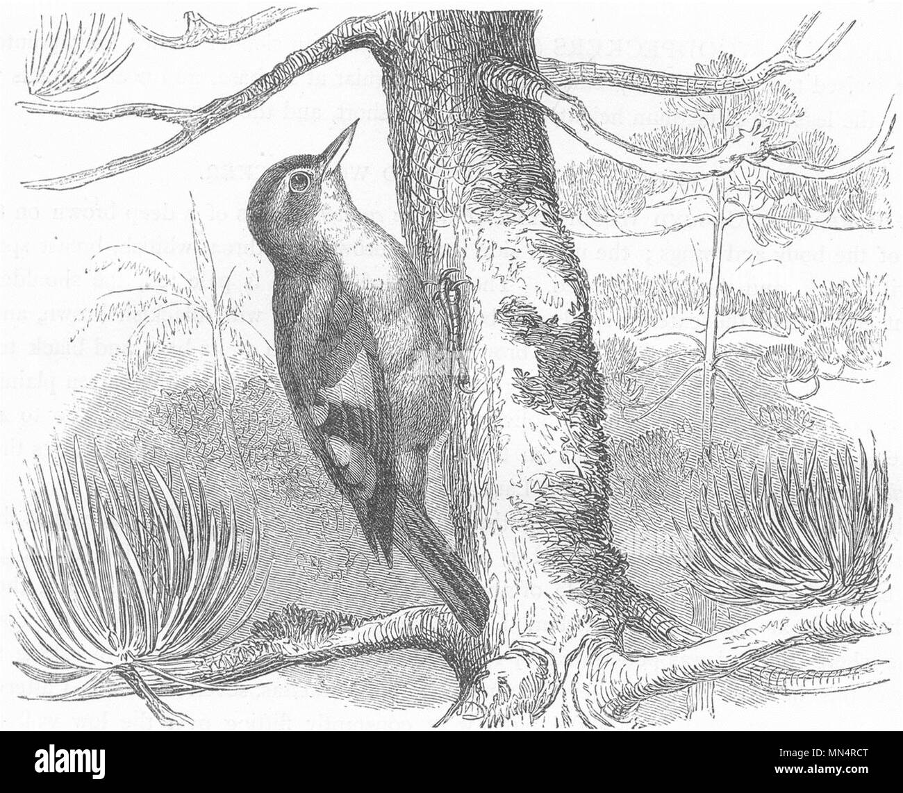 Forscher. Tree Climber. Hairy-Cheeked Treppenlift Schnabel c 1870 alten, antiken Drucken Stockfoto