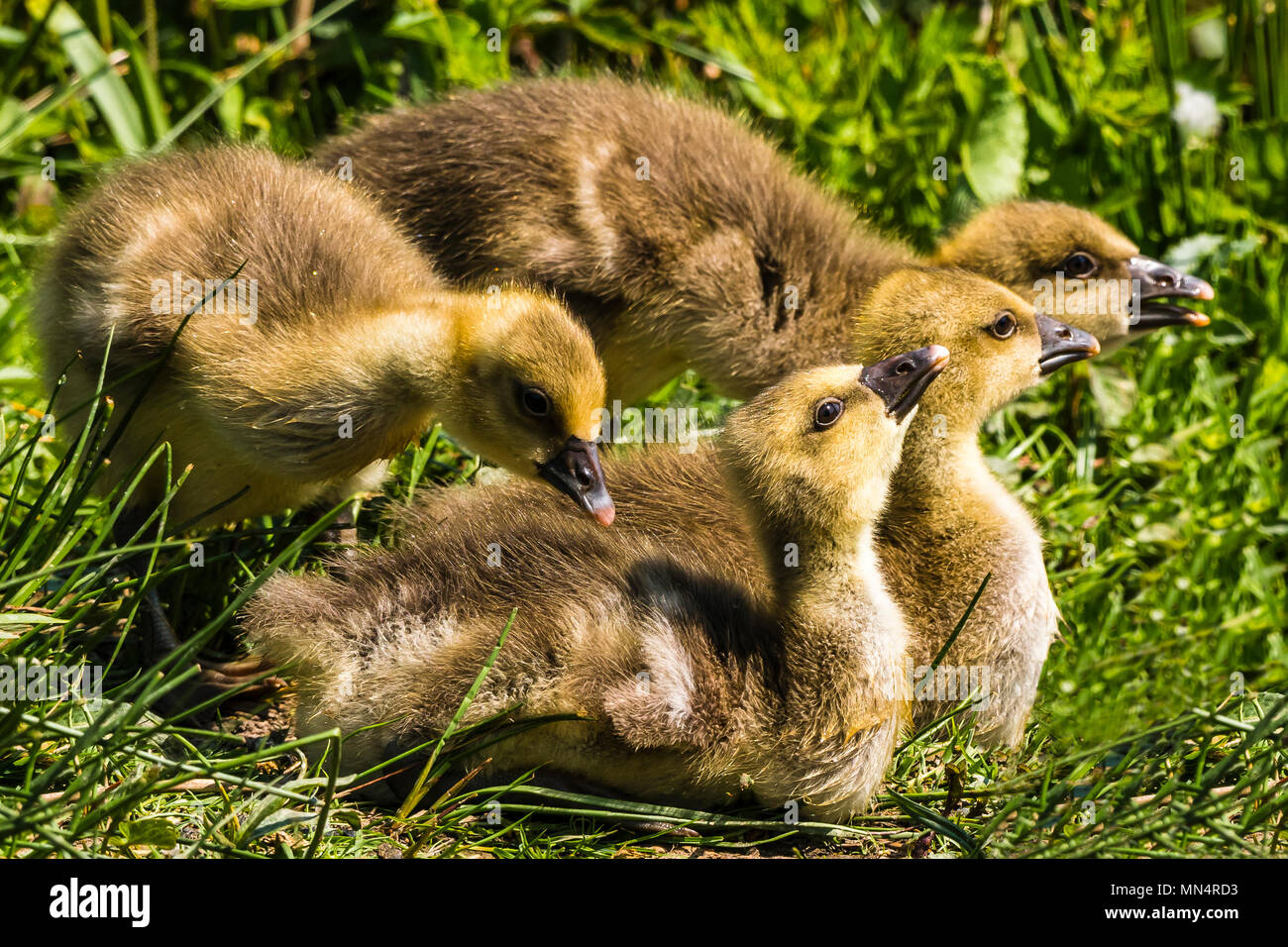 Vier Graugänse Küken Sonnenbaden an Chartwell, Kent, Großbritannien Stockfoto