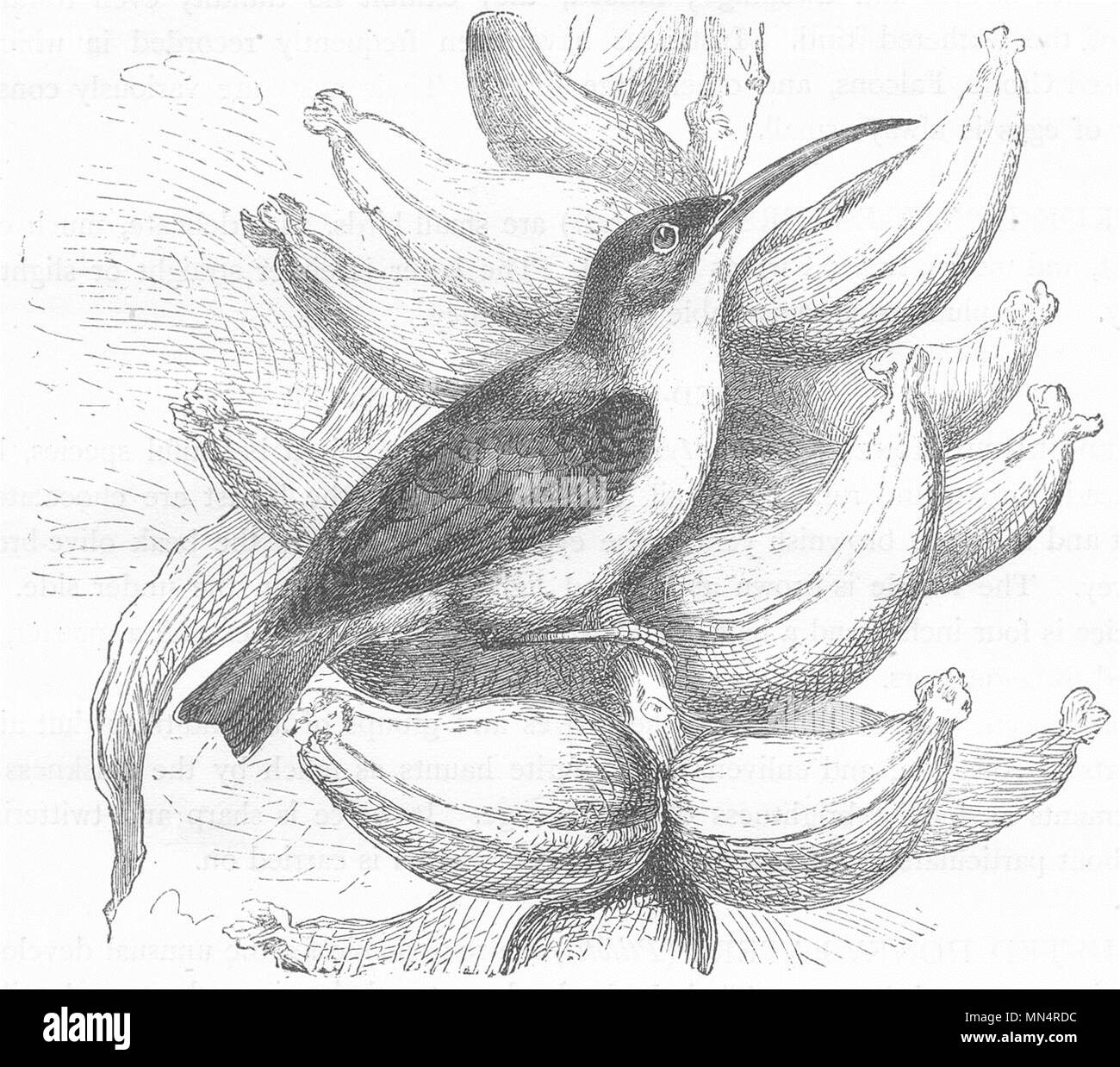 Vögel. Forscher. Kletterer. Hängende Vogel c 1870 alte antike vintage Bild drucken Stockfoto