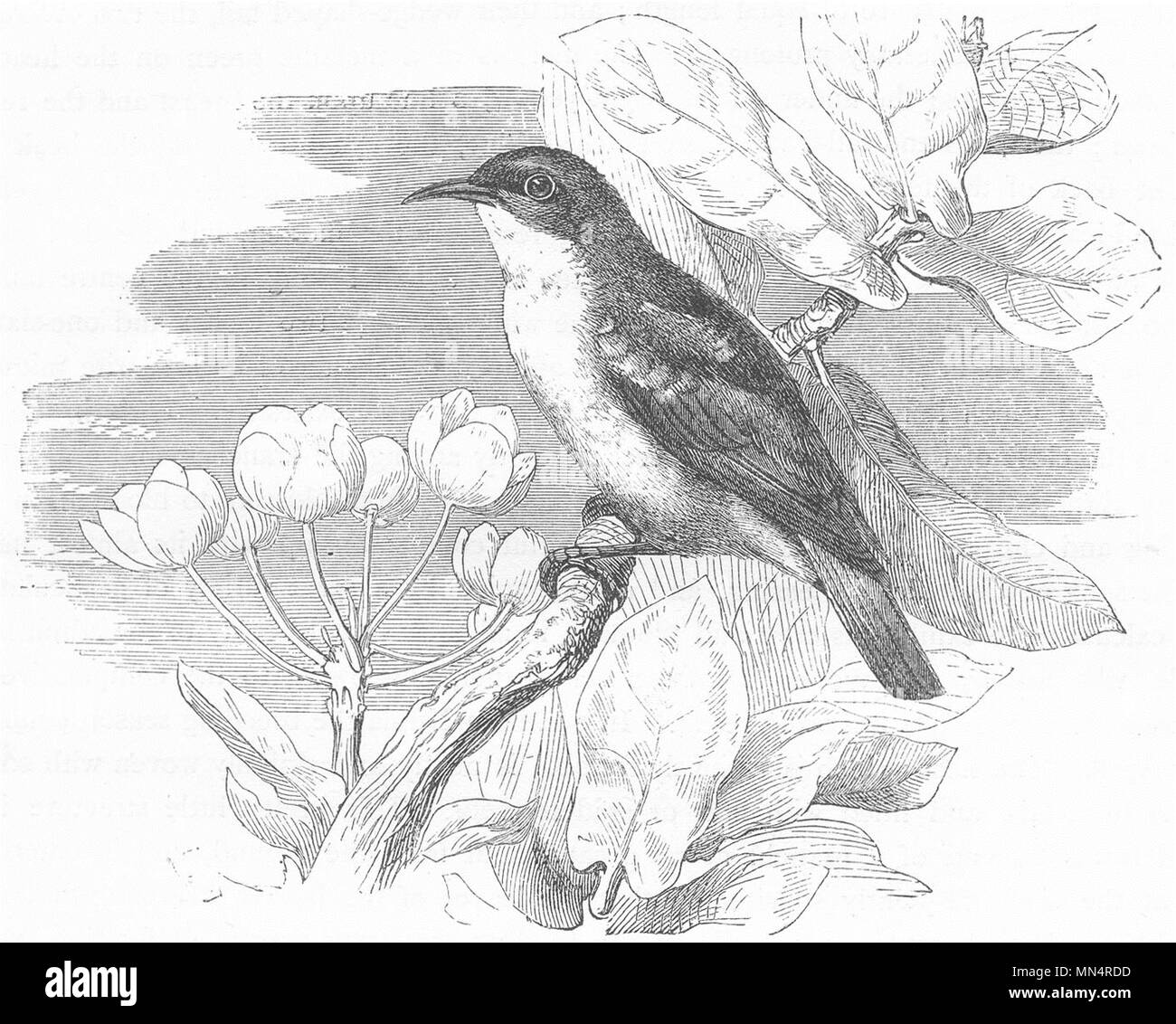 Vögel. Forscher. Kletterer. Abu-Risch c 1870 alte antike vintage Bild drucken Stockfoto