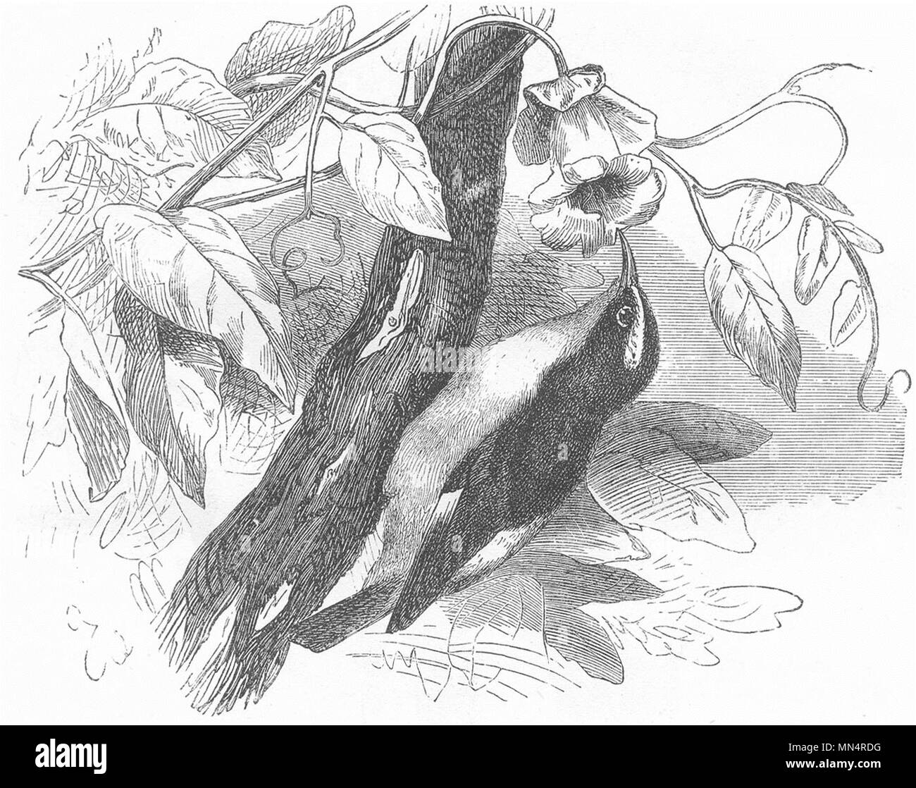 Vögel. Forscher. Kletterer. Banane Beenden c 1870 alte antike vintage Bild drucken Stockfoto