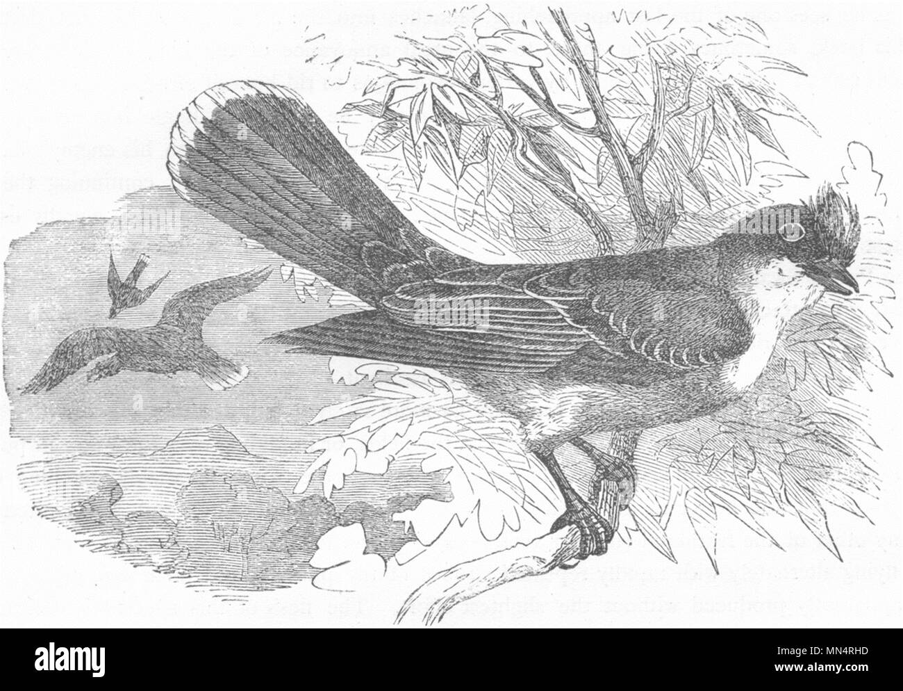 Singen FLY-catcher. Wahre Tyrann Shrike, König Vogel c 1870 alten, antiken Drucken Stockfoto