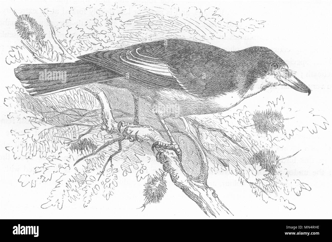 Vögel. Singen. Tooth-Beaked. Magpie Shrike c 1870 alte antike Bild drucken Stockfoto