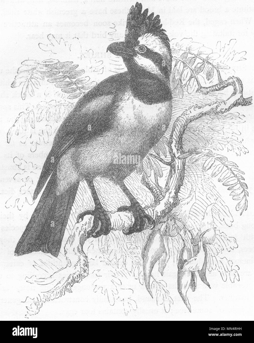 Vögel. Singen. Tooth-Beaked. Falcon Shrike c 1870 alte antike Bild drucken Stockfoto