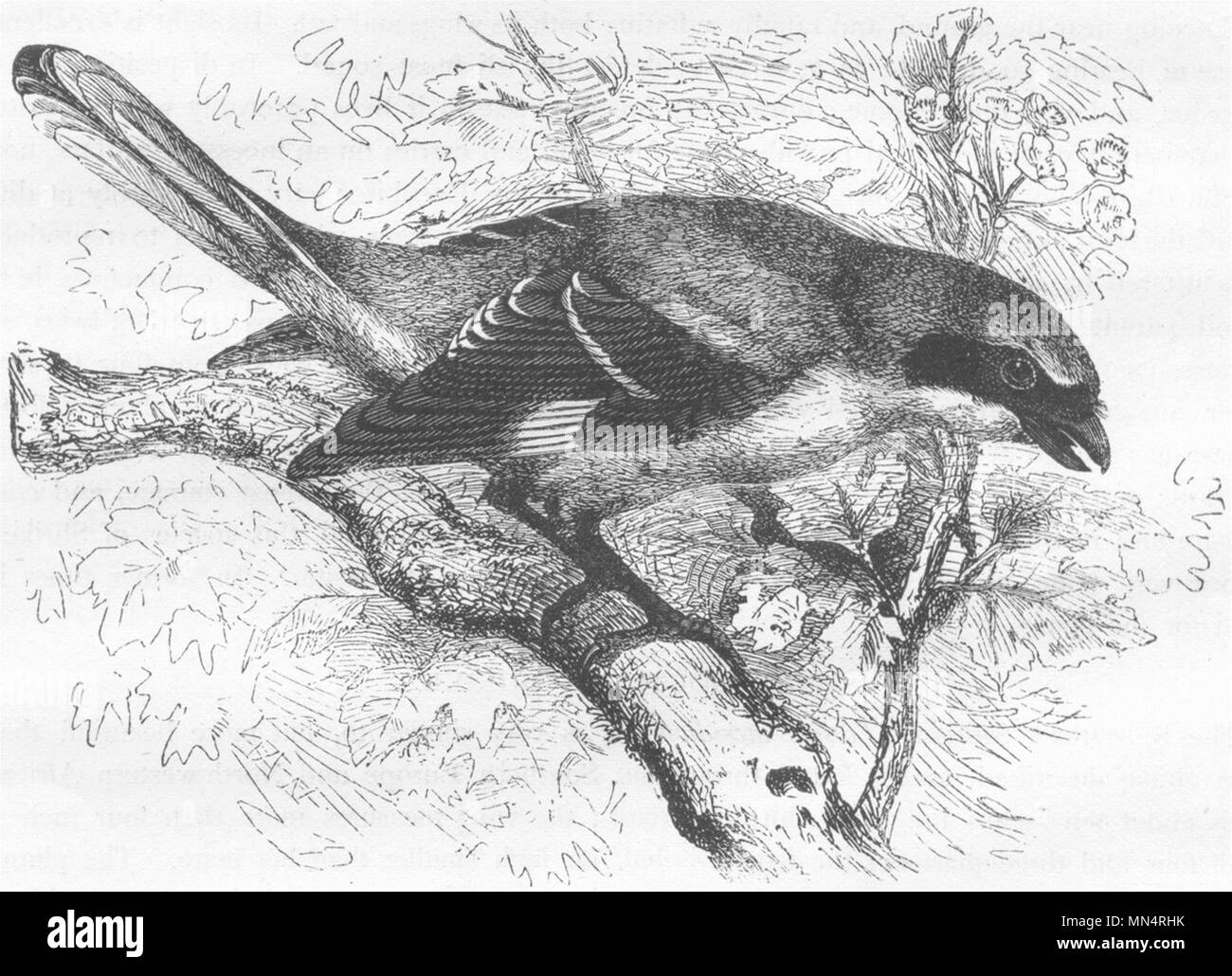 Vögel. Singen. Tooth-Beaked. Sentinel Metzgerei Vogel c 1870 alten, antiken Drucken Stockfoto