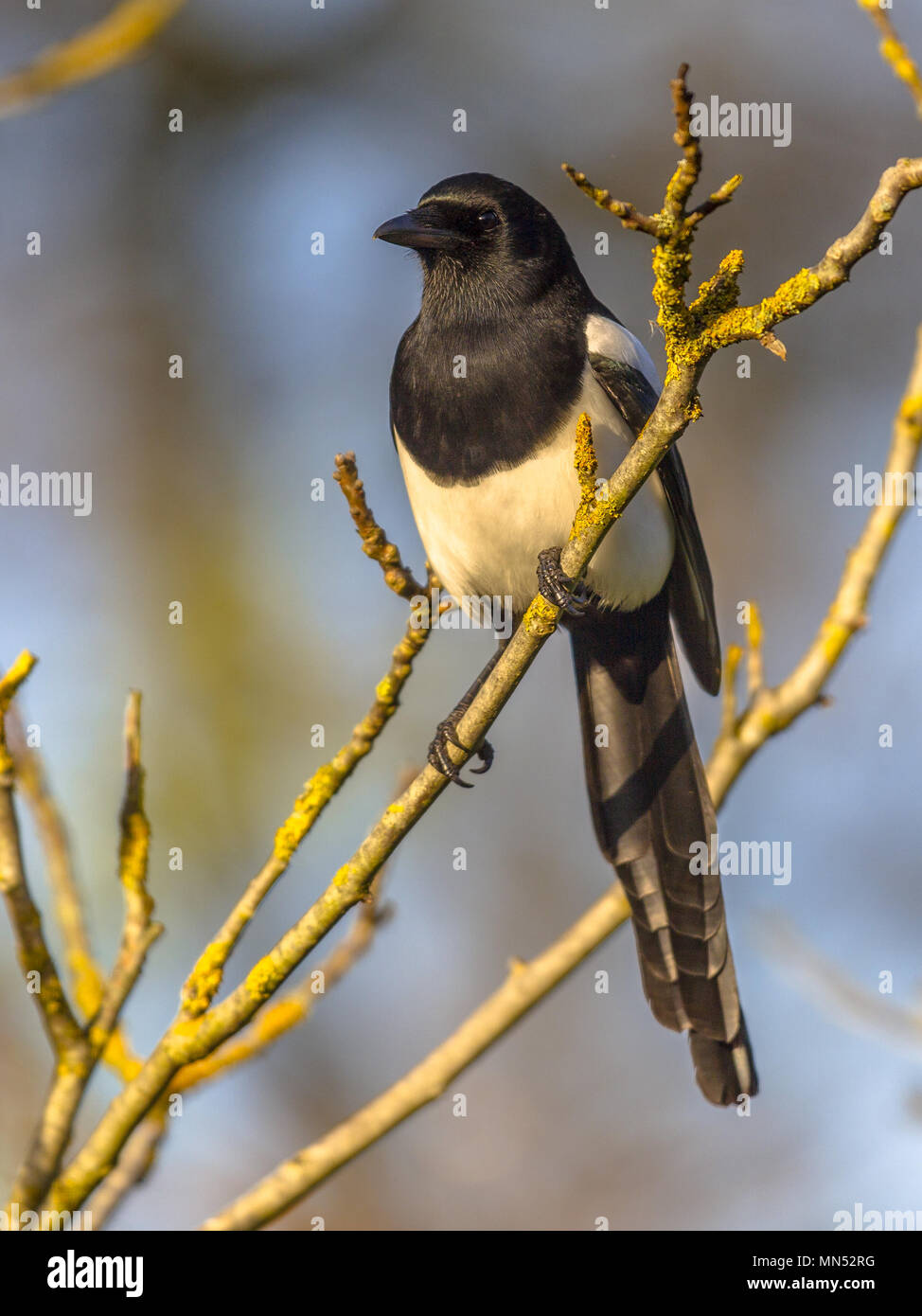 Wilde Vögel Stockfoto