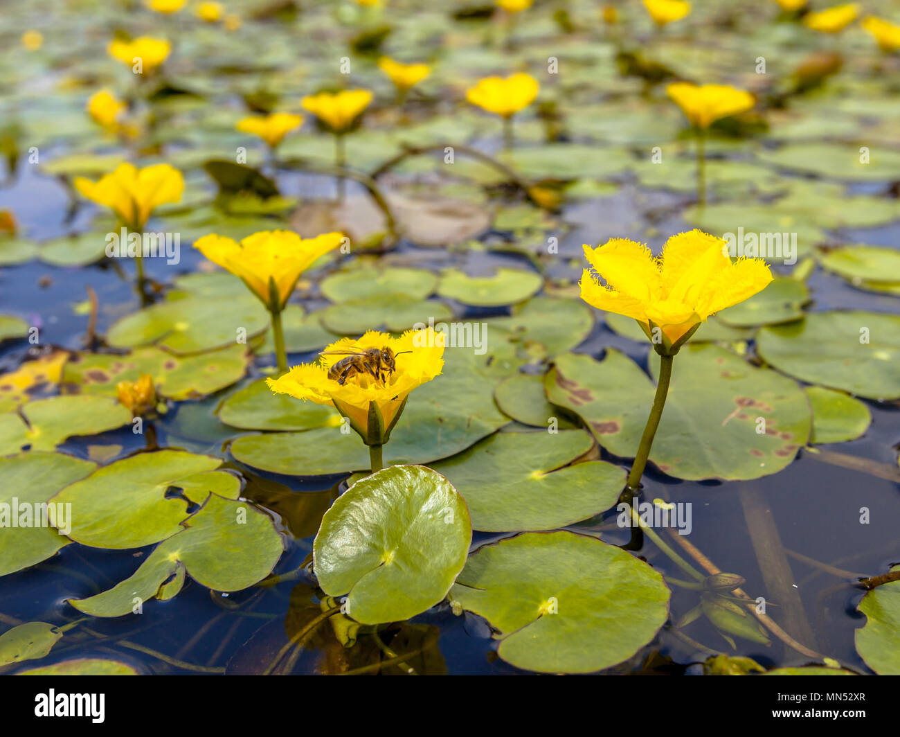 Dichte schwimmende frisches Wasser Vegetation gesäumten Wasserlilie (nymphoides Peltata) mit einer Biene Essen aus Nektar Stockfoto