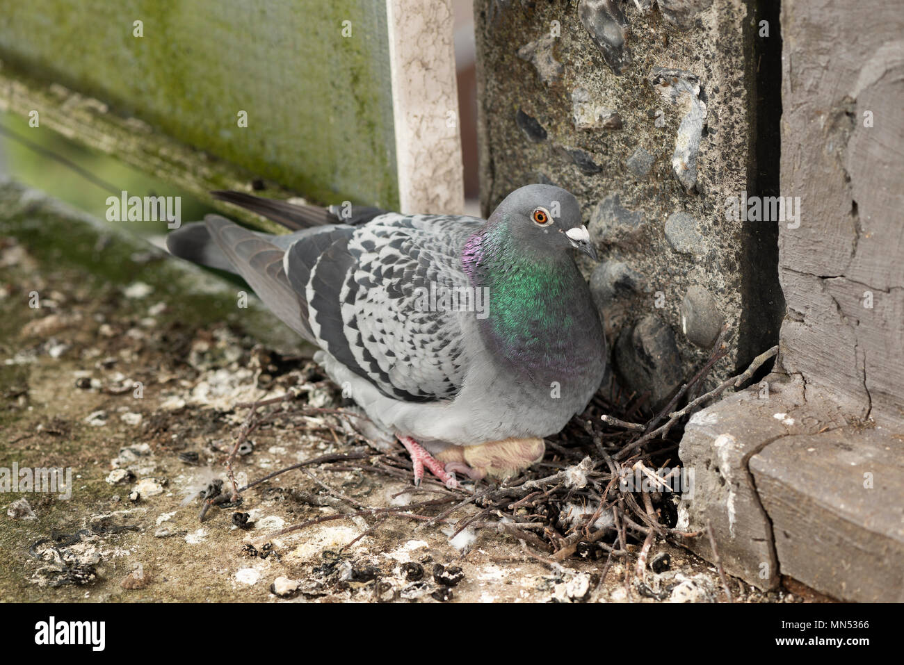 Schutz. Ein erwachsener Taube hält es der jungen Küken warm auf ein konkretes Balkon verschachtelt. Stockfoto