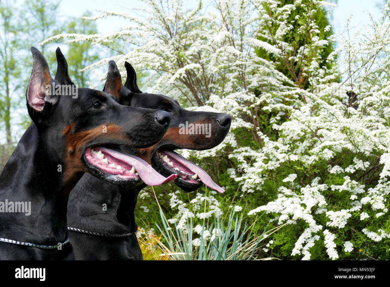Paar Dobermann Hunde Stockfoto