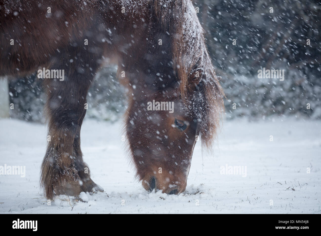 Ponys im Schnee im Winter, milborne Port, Somerset, England, Großbritannien Stockfoto