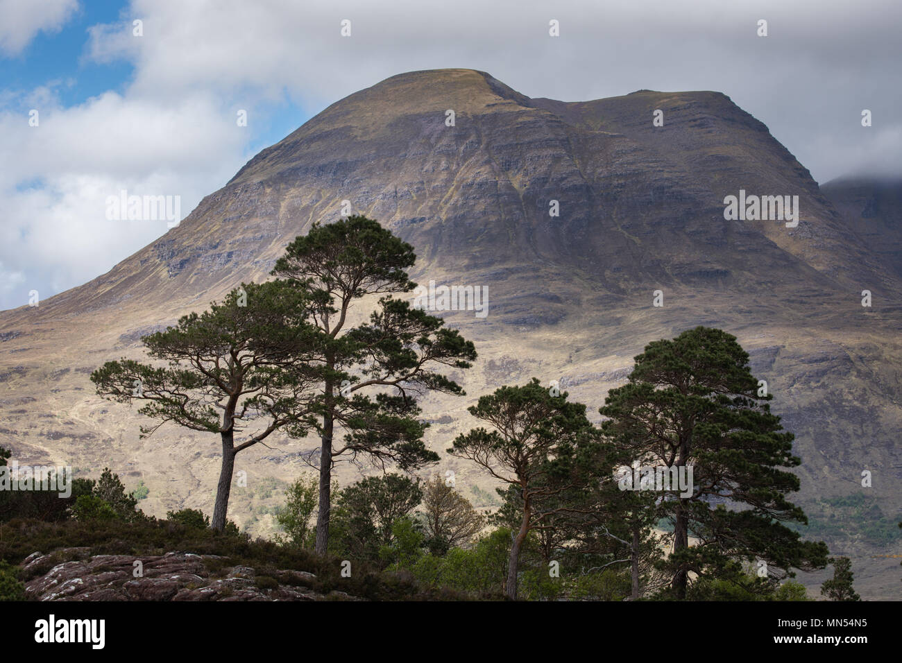 Caledonian Kiefern über Loch Torridon, Ben Damh Immobilien, Wester Ross, Schottland, Großbritannien Stockfoto