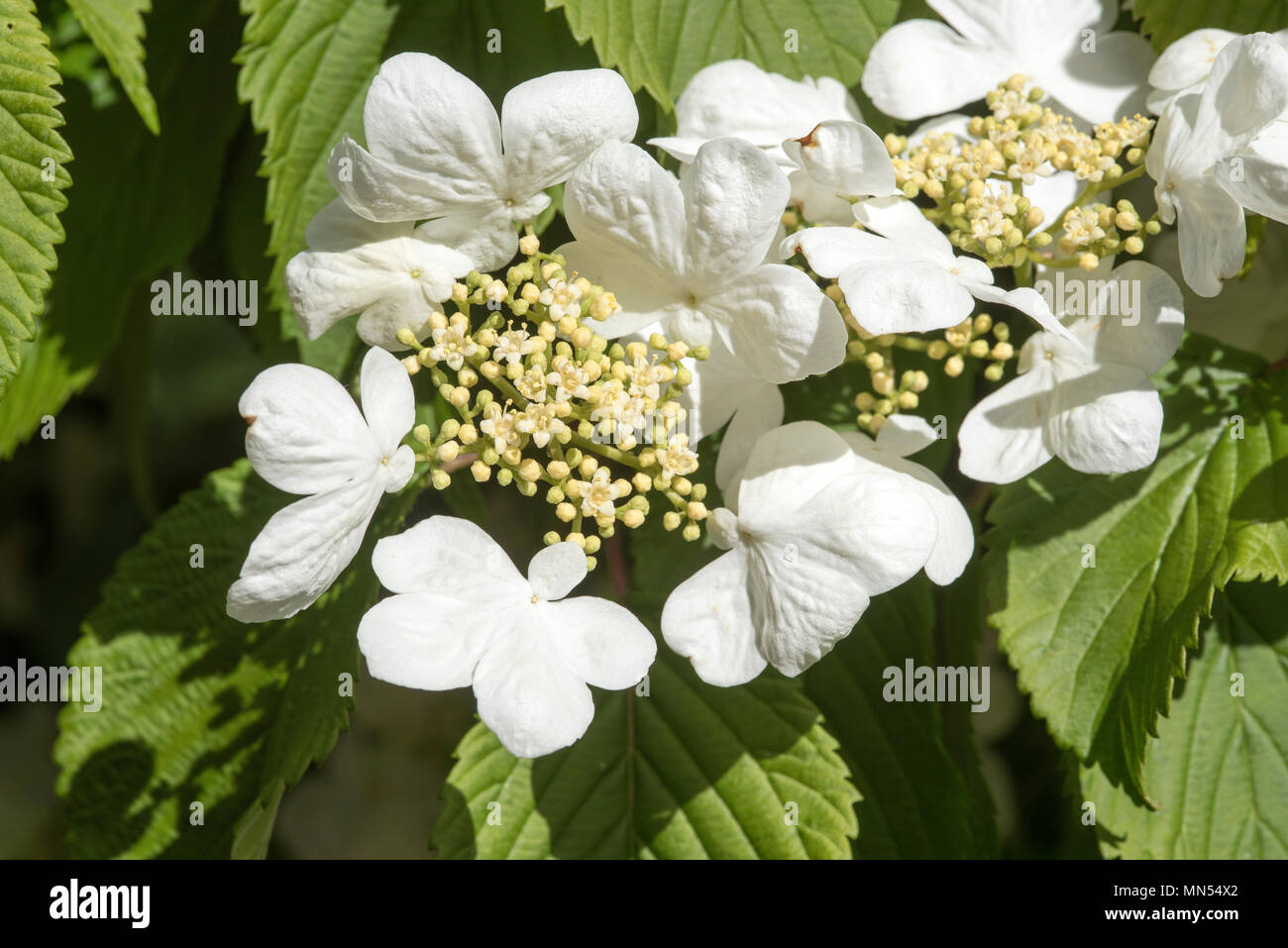 Viburnum plicatum 'Mariesli' Blüte in einem englischen Garten. Hampshire UK. 2018. Stockfoto