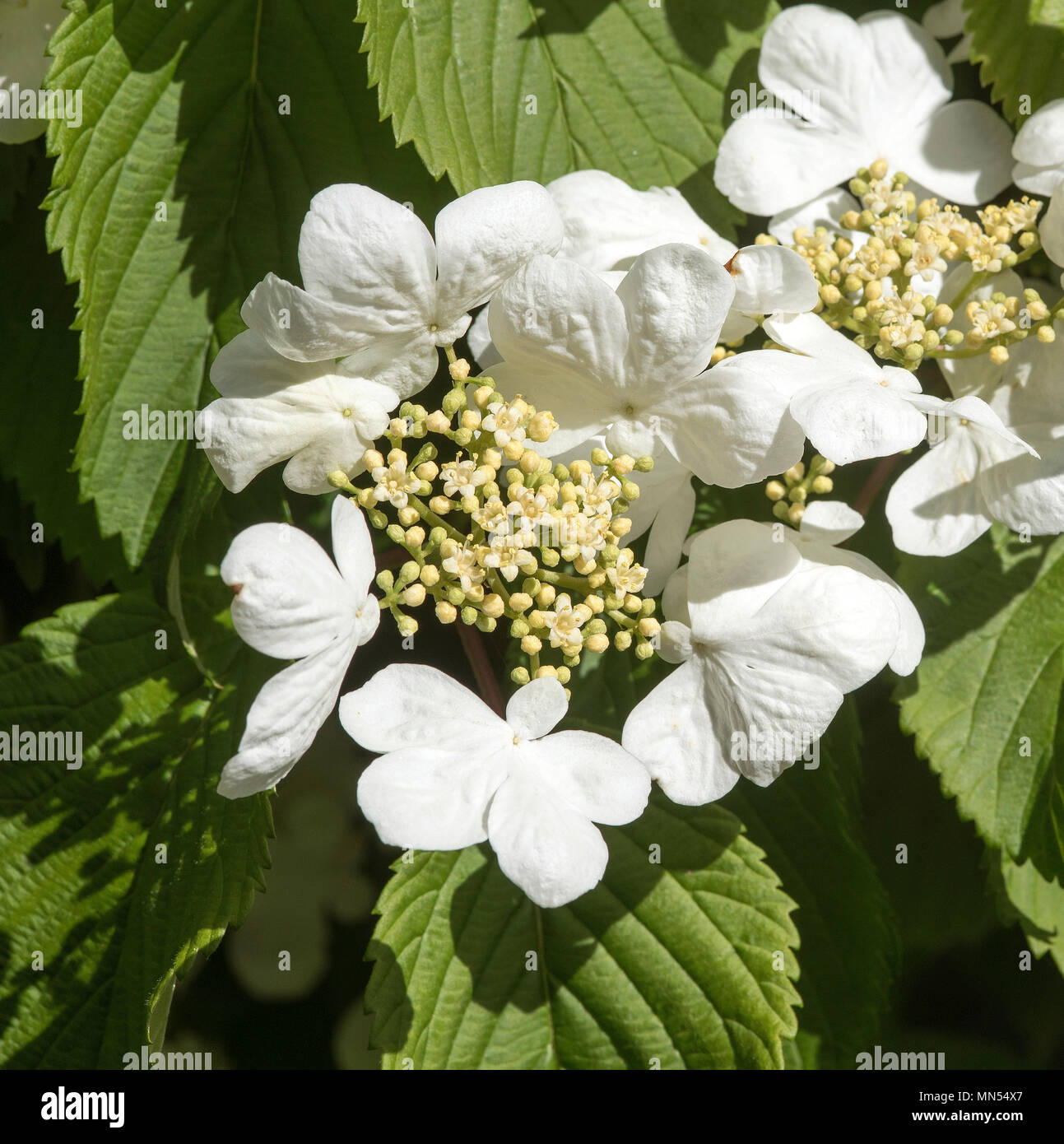 Viburnum plicatum 'Mariesli' Blüte in einem englischen Garten. Hampshire UK. 2018. Stockfoto