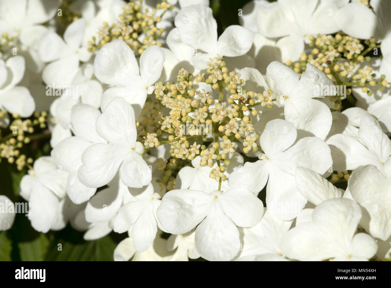 Viburnum plicatum 'Mariesli' Blüte in einem englischen Garten. Hampshire UK. 2018. Stockfoto
