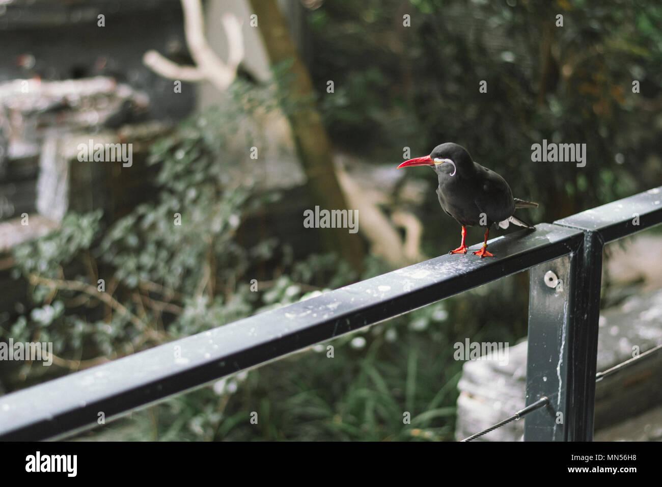 In Artis Zoo Vogel Stockfoto