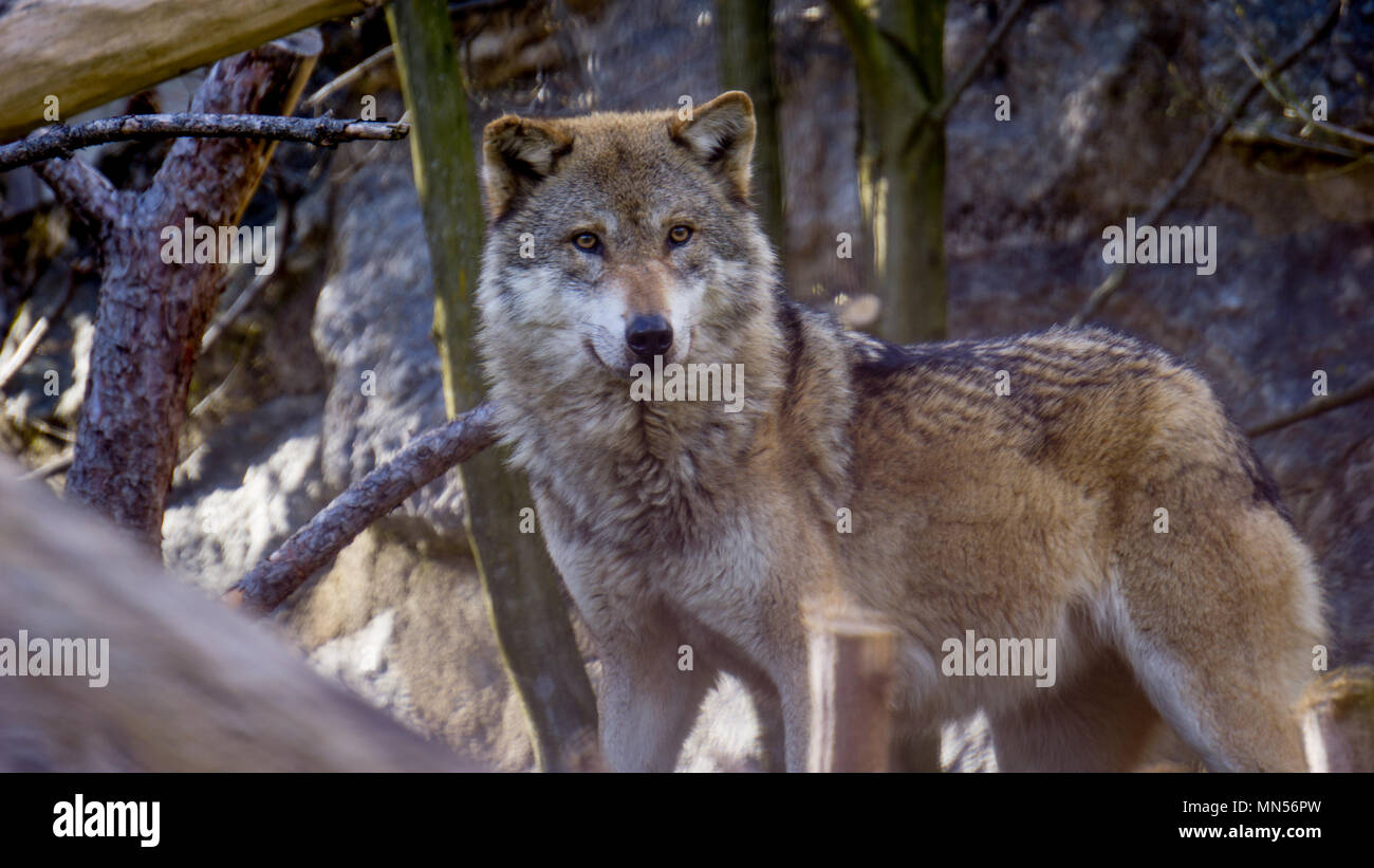 Schuß von hohen Abstand von einem Wolfsrudel genommen. Wilde Wölfe in den Alpen Stockfoto