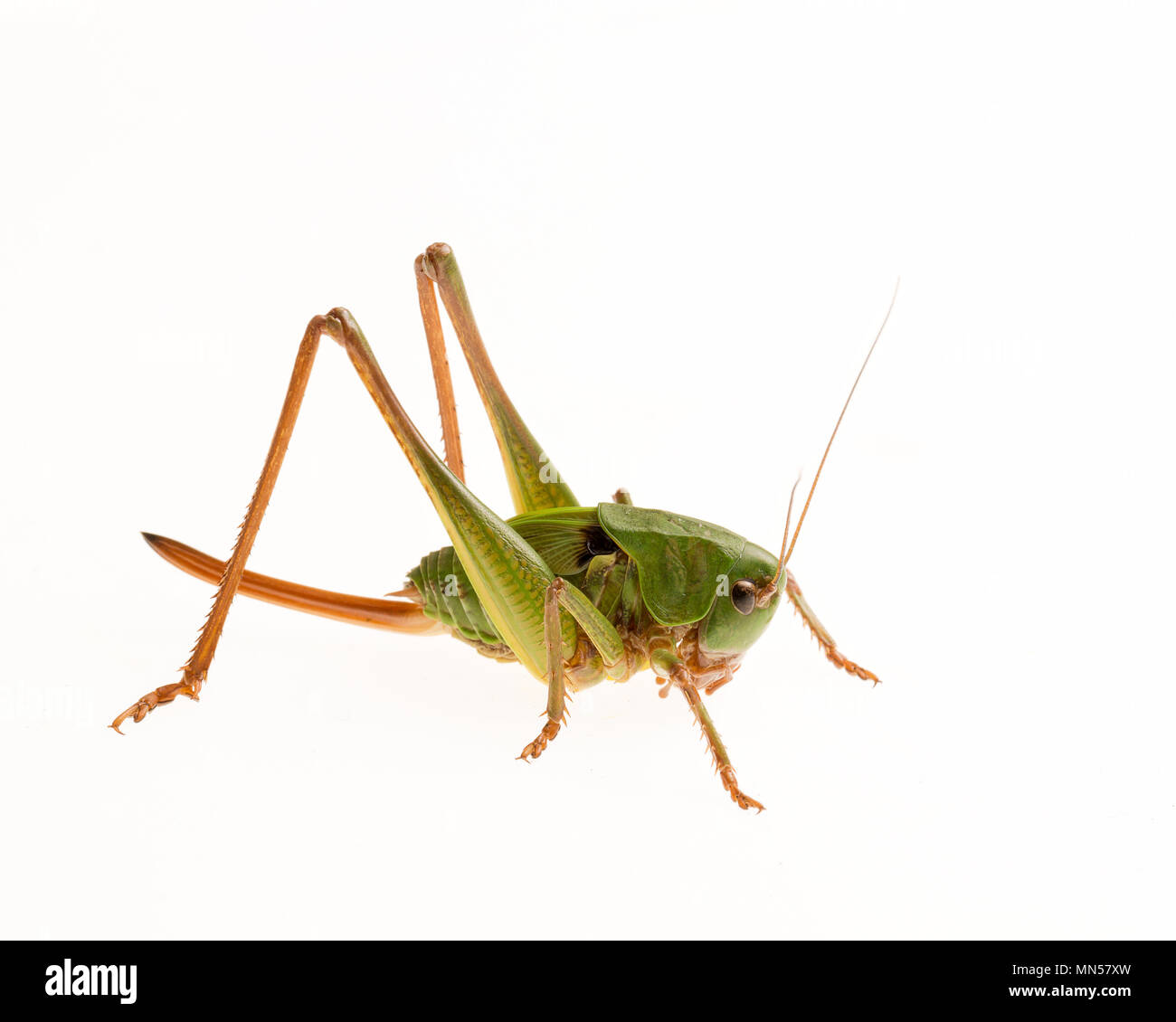 Wart Biter Cricket (Decticus verrucivorus) Stockfoto