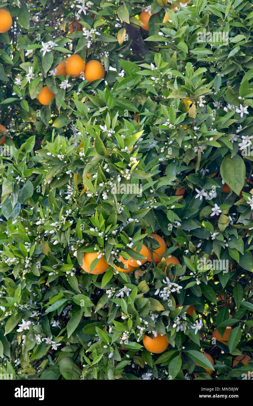 Cutter nucellar Valencia blühenden Baum, Orangen 'Citrus sinensis". Stockfoto