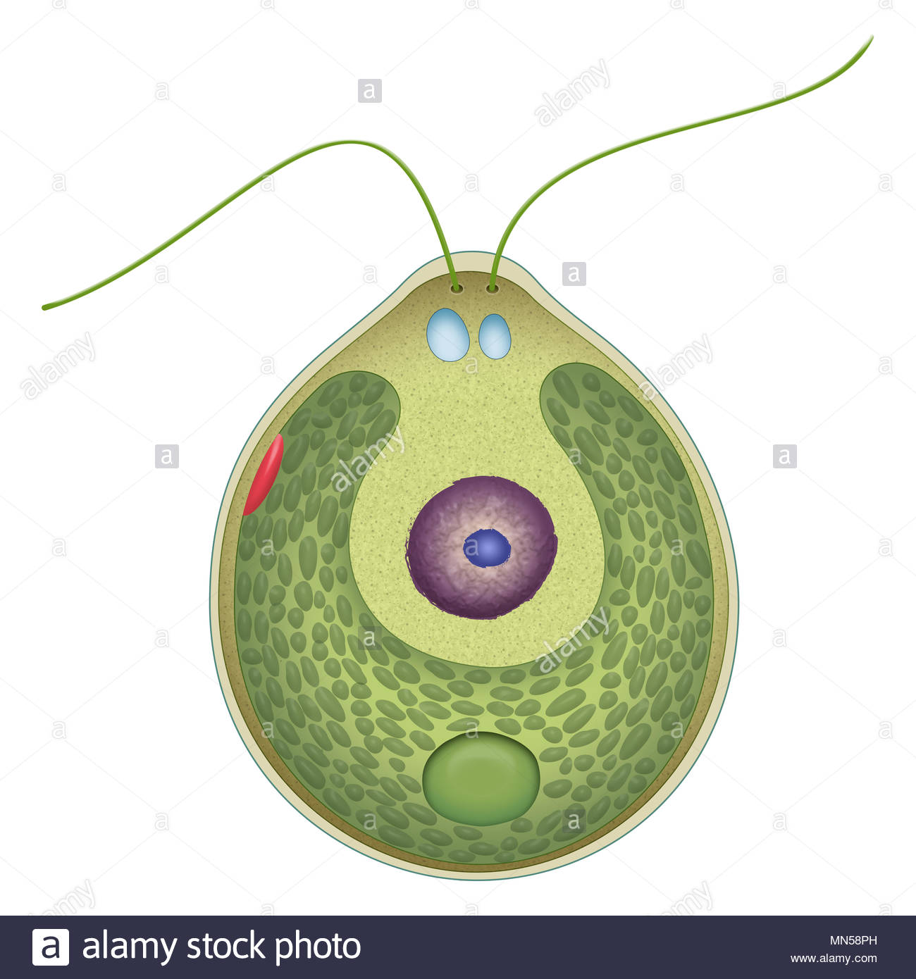 Chlamydia Bakterien Stockfotos & Chlamydia Bakterien Bilder Alamy