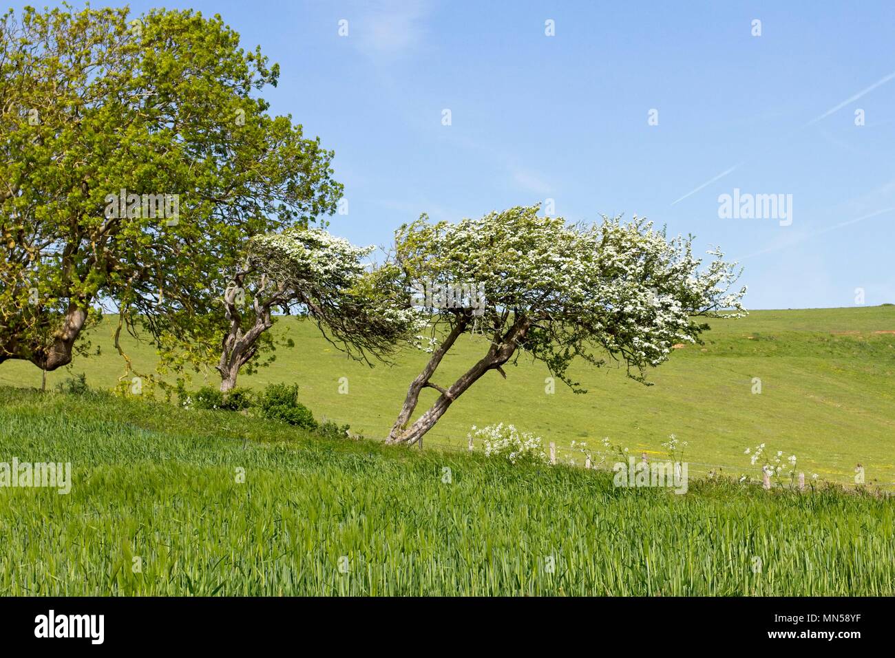 Der Wind fegte den Weißdornbaum. Sussex, Großbritannien Stockfoto