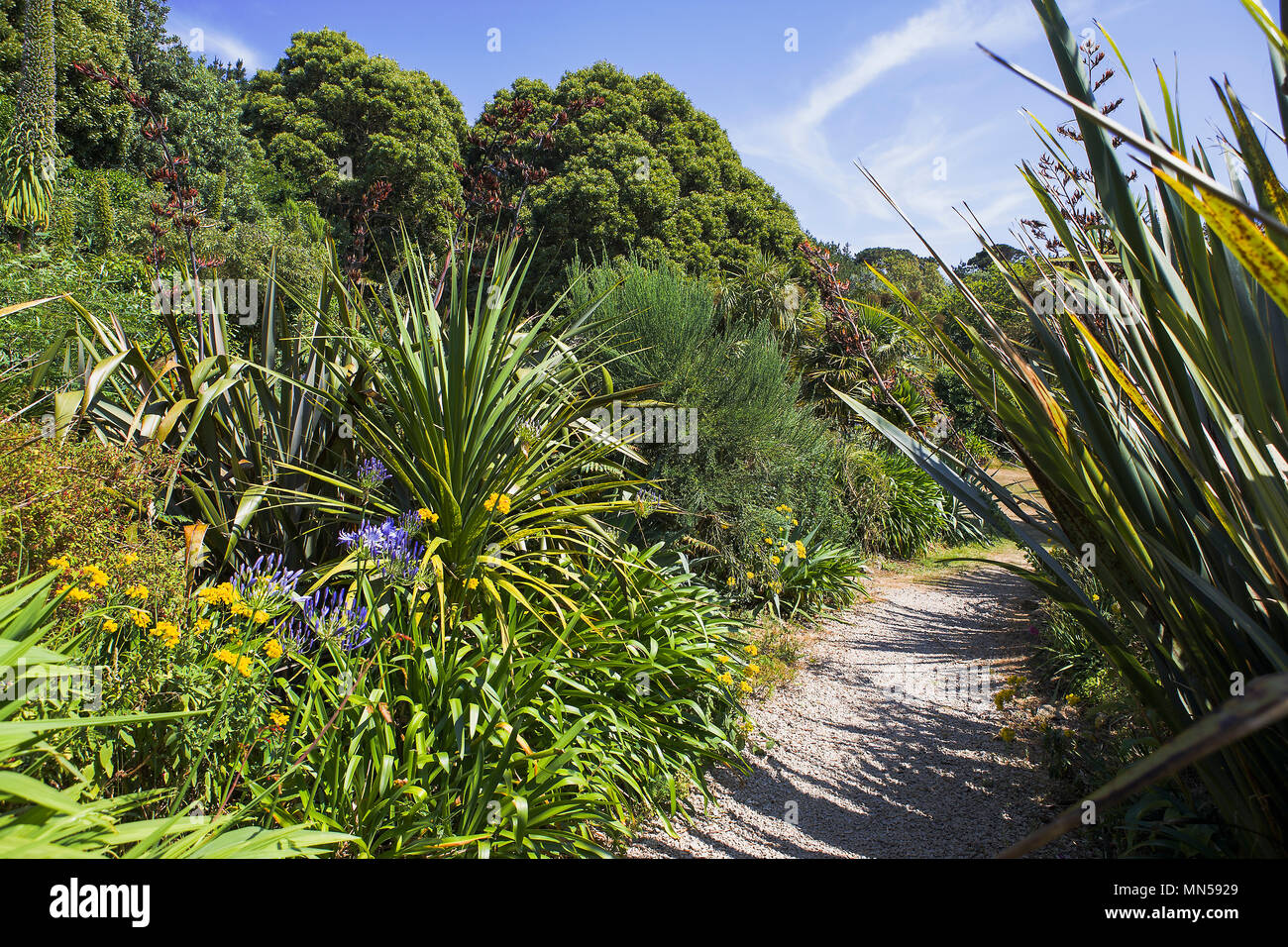 Carreg Dhu Garten, St. Mary's, Isles of Scilly, Großbritannien Stockfoto