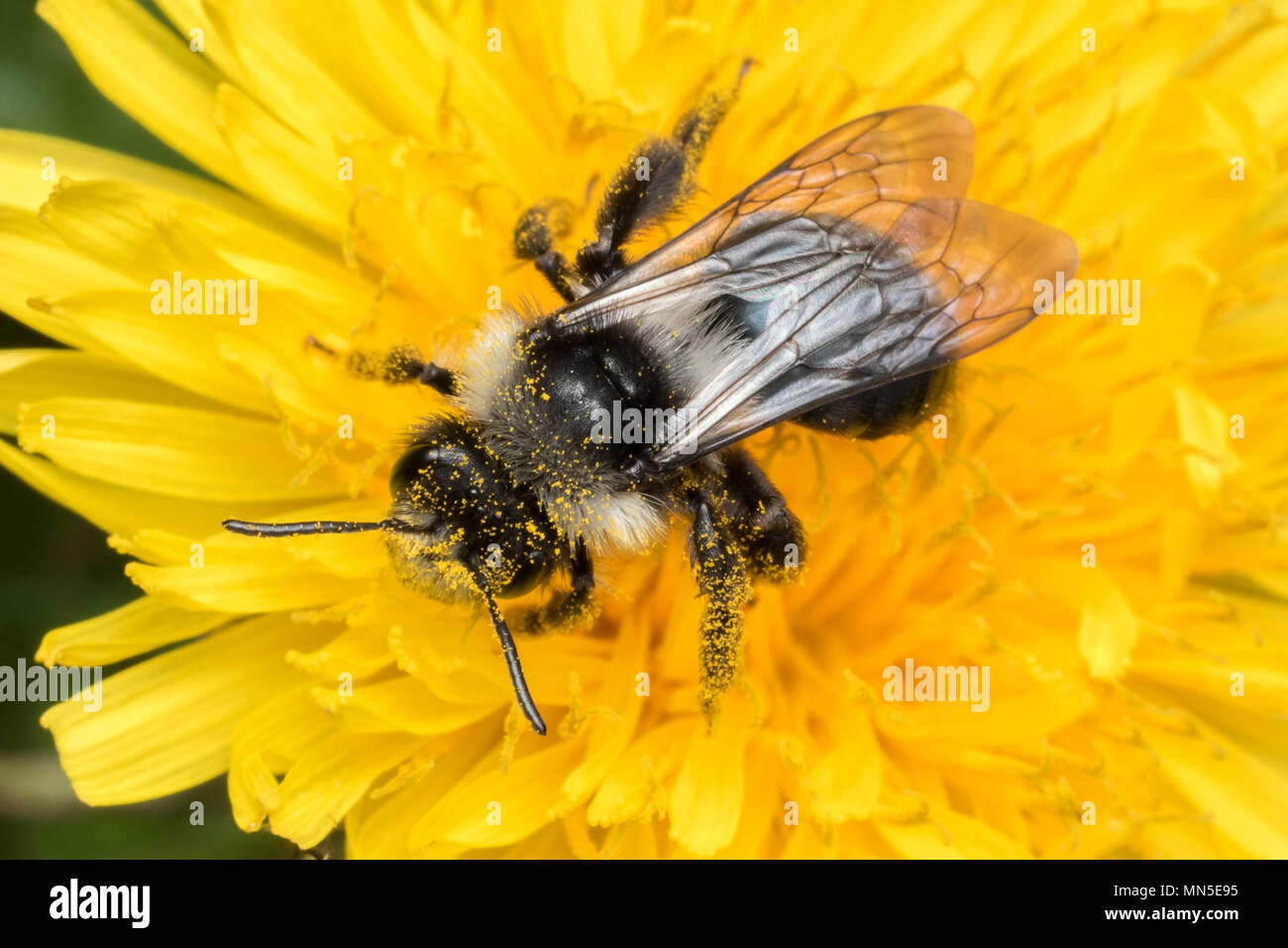 Ashy Bergbau Biene (Andrena zinerarie) Fütterung auf Löwenzahn Blume. Tipperary, Irland Stockfoto