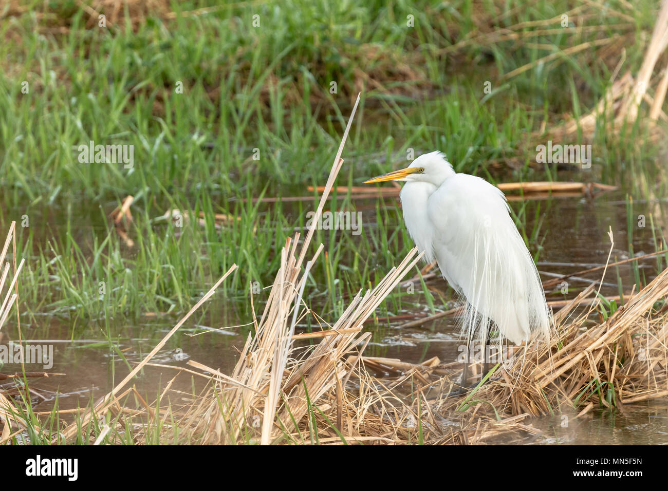 Silberreiher Ardea alba jagt Entwässerung der Löss Hügeln im Nordwesten von Iowa, während nördlich entlang der Big Sioux River geleitet. Stockfoto