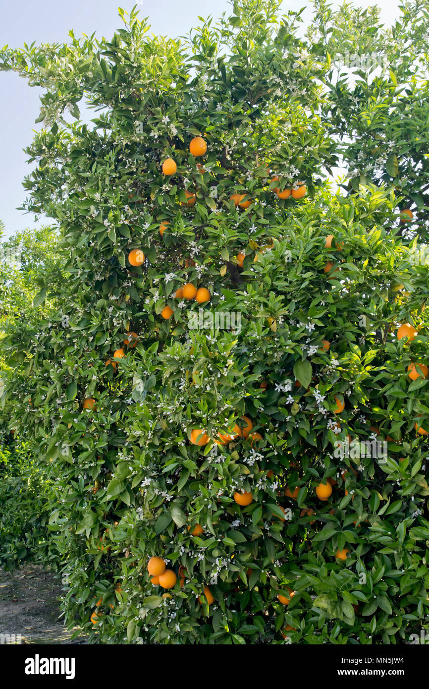 Cutter nucellar Valencia blühenden Baum, Orangen 'Citrus sinensis". Stockfoto
