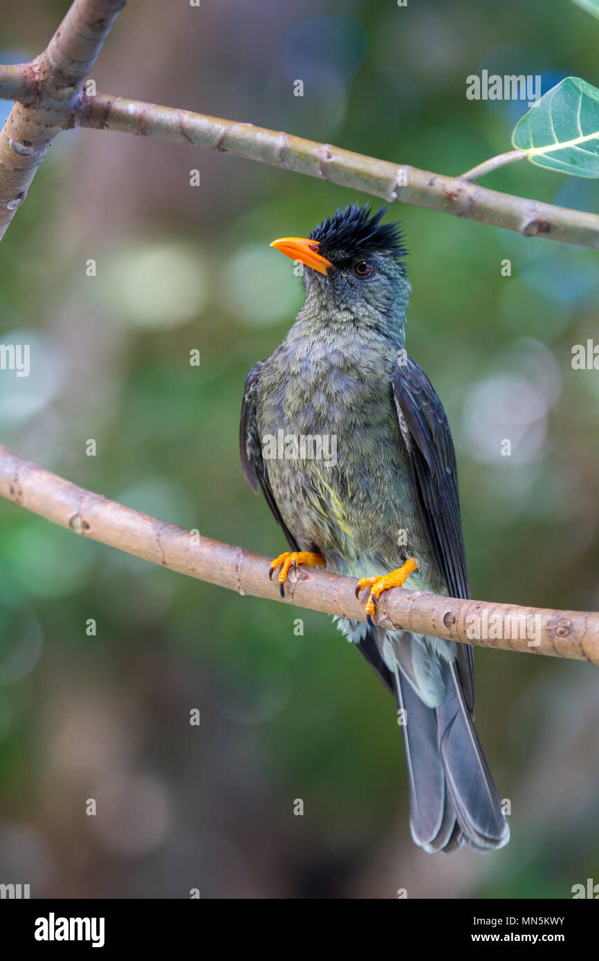 Seychellen bulbul (Hypsipetes crassirostris) auf Praslin, Seychellen. Stockfoto