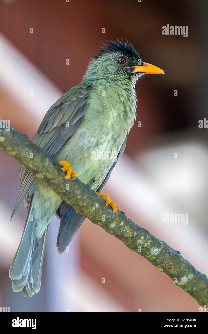 Seychellen bulbul (Hypsipetes crassirostris) auf Praslin, Seychellen. Stockfoto