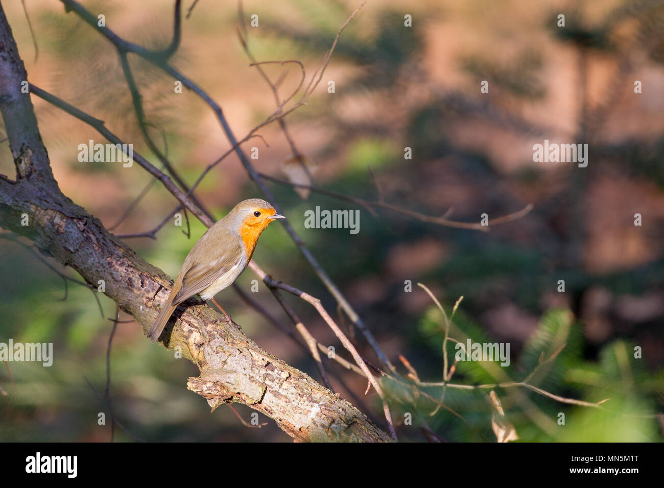 Europäische Robin (Erithacus Rubecula) im Wald im Frühling in Bad Nauheim in der Nähe von Frankfurt, Deutschland. Stockfoto