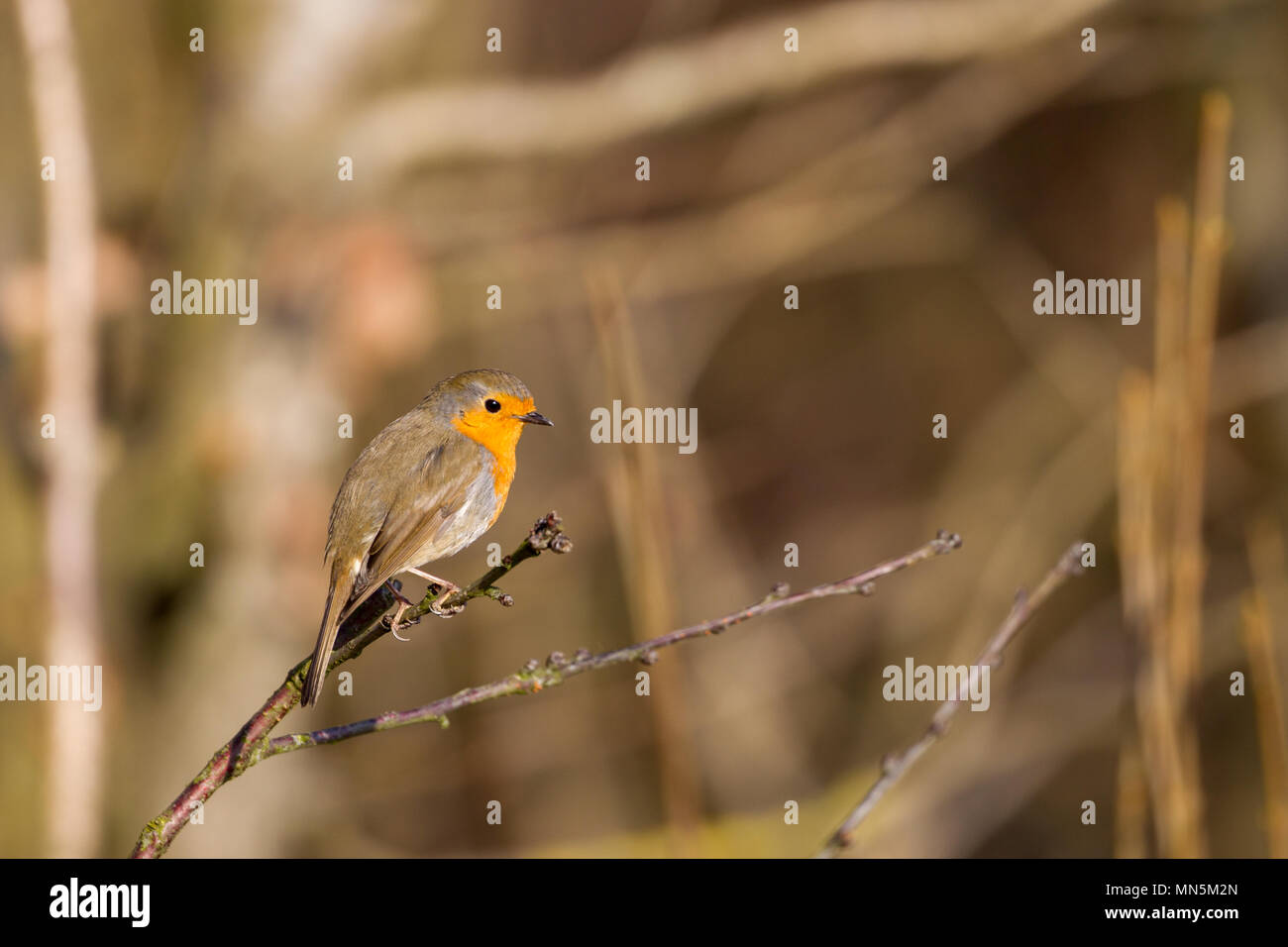 Europäische Robin (Erithacus Rubecula) im Wald im Frühling in Bad Nauheim in der Nähe von Frankfurt, Deutschland. Stockfoto